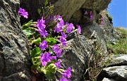 38 Primula irsuta (Primula hirsuta)